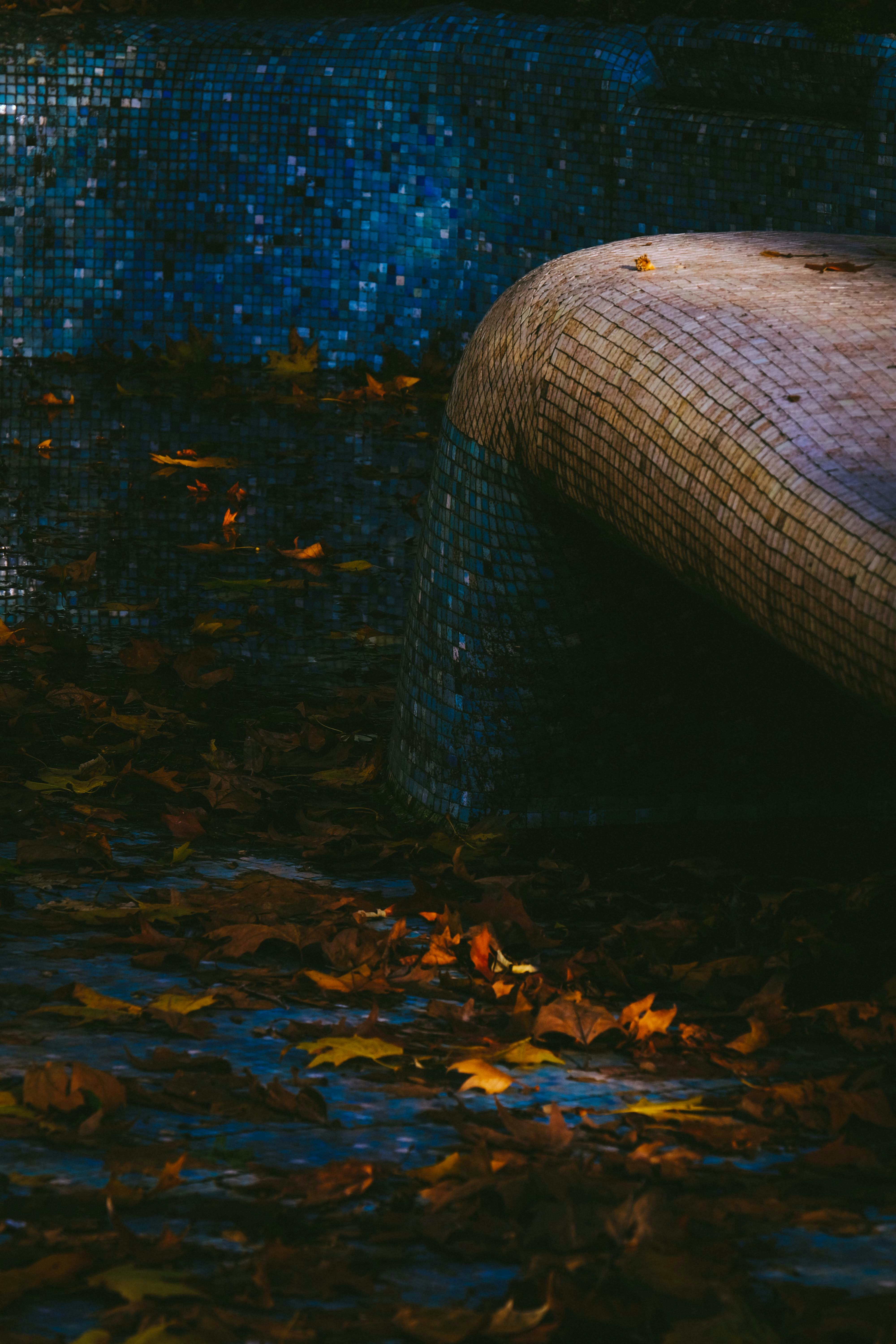 brown leaves on water